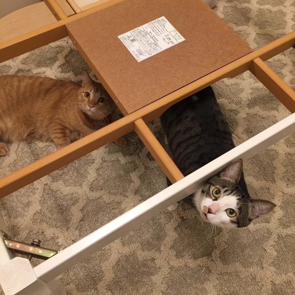 こたつを撤去された時の顔🥺 