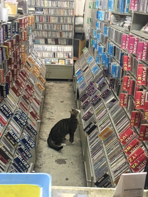 そろそろ閉店時間だけどオルタナのコーナーをずっと物色しているお客さんがいて帰れない 