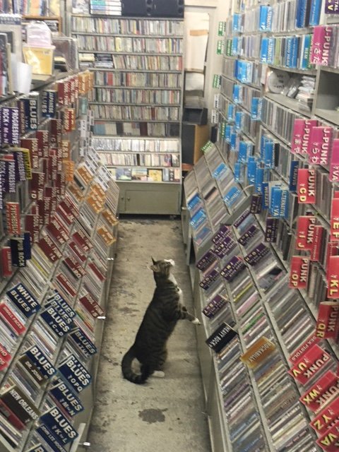 そろそろ閉店時間だけどオルタナのコーナーをずっと物色しているお客さんがいて帰れない 