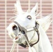 ⚠︎cos⚠︎観覧注意  ウマ娘/ゴールドシップ  お馬ゴルシ様凄くやりたすぎた٩( ᐛ )۶ 