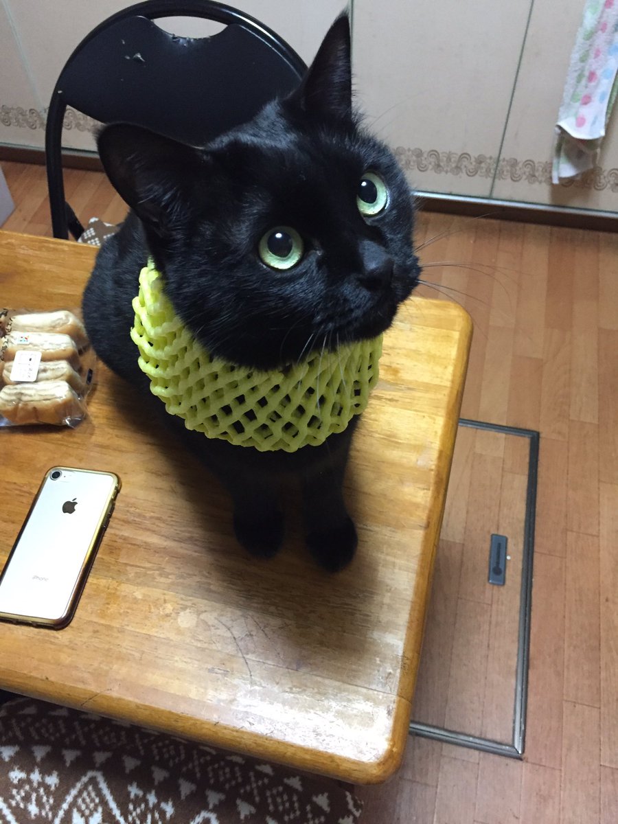 朝からバステト神のコスプレ撮影会。 