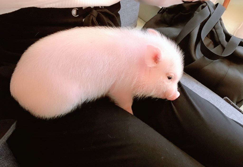 うぅ…🤦 ブタカフェの子ブタちゃん可愛すぎて可愛すぎて皆して母性の塊と化してた…🐖🤦🐖 