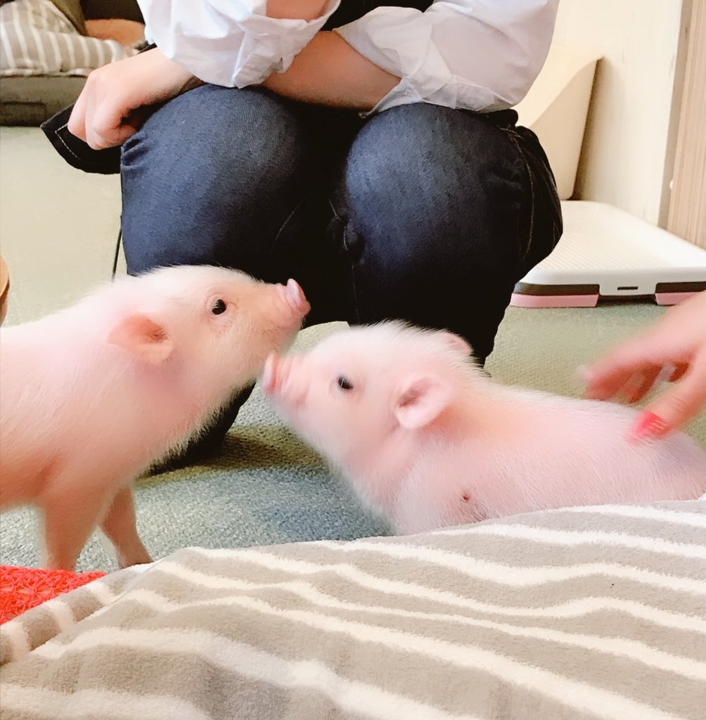 うぅ…🤦 ブタカフェの子ブタちゃん可愛すぎて可愛すぎて皆して母性の塊と化してた…🐖🤦🐖 