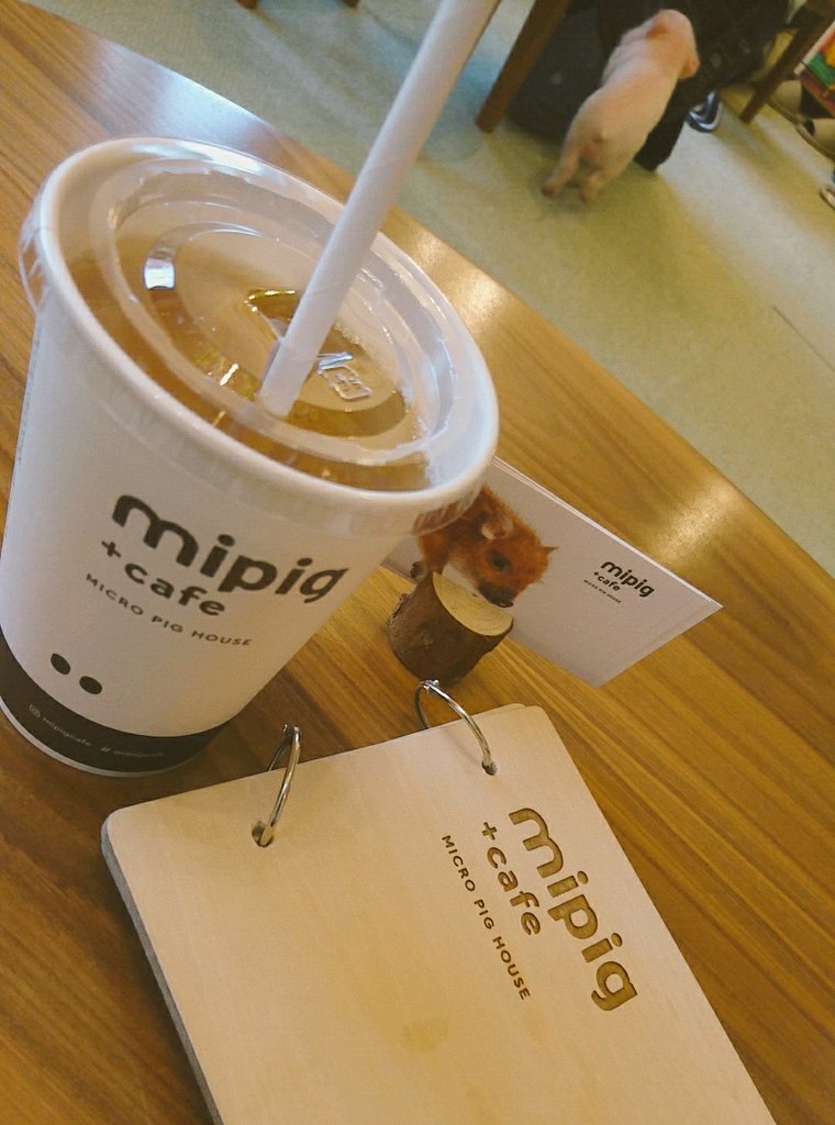 うぅ…🤦 ブタカフェの子ブタちゃん可愛すぎて可愛すぎて皆して母性の塊と化してた…🐖🤦🐖 