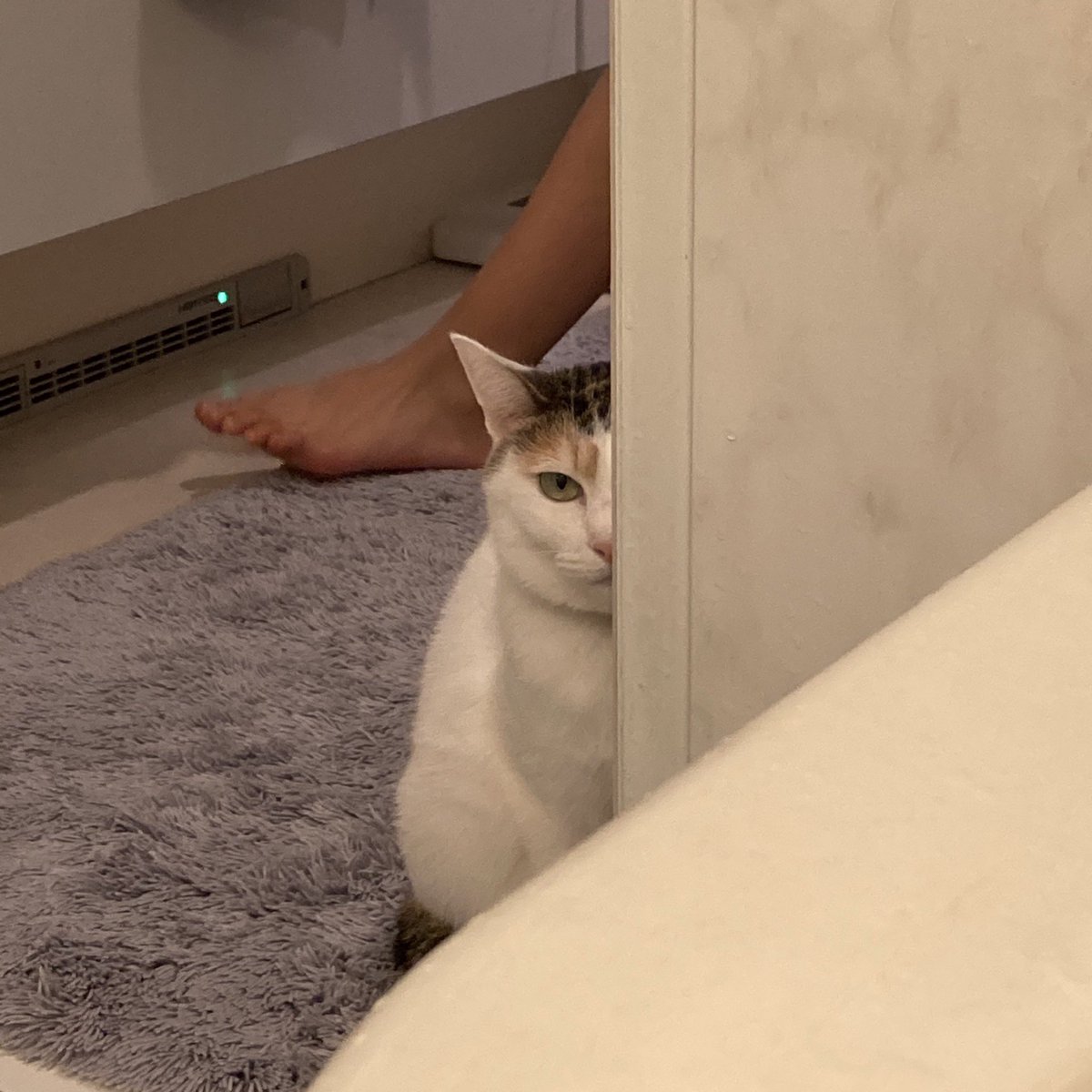 これは地震が怖くて脱衣所までストーカーする娘と、揺れの犯人がわたしだと思って睨む猫です