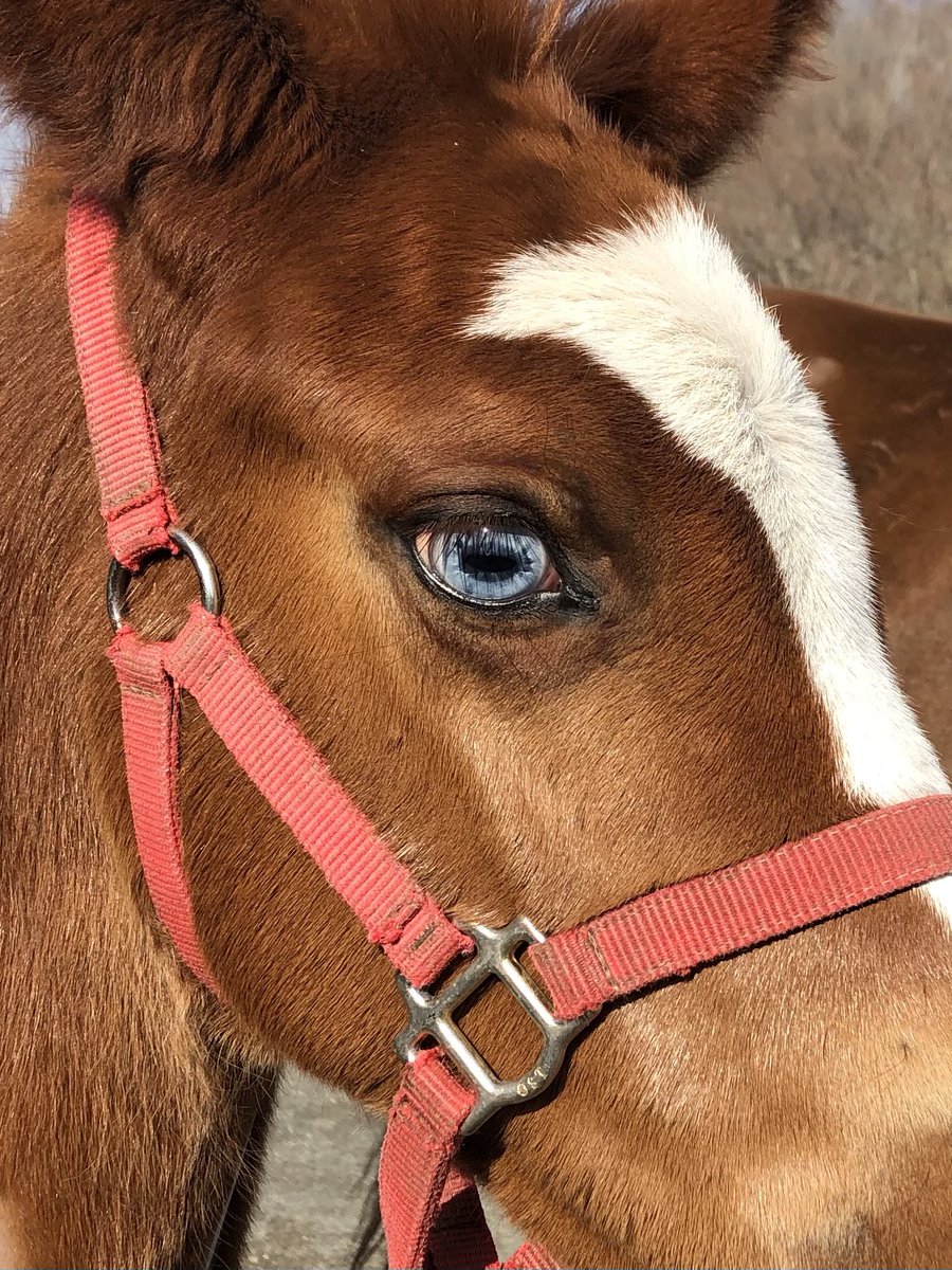 ちょっと変わった目の色をした 女の子が生まれました