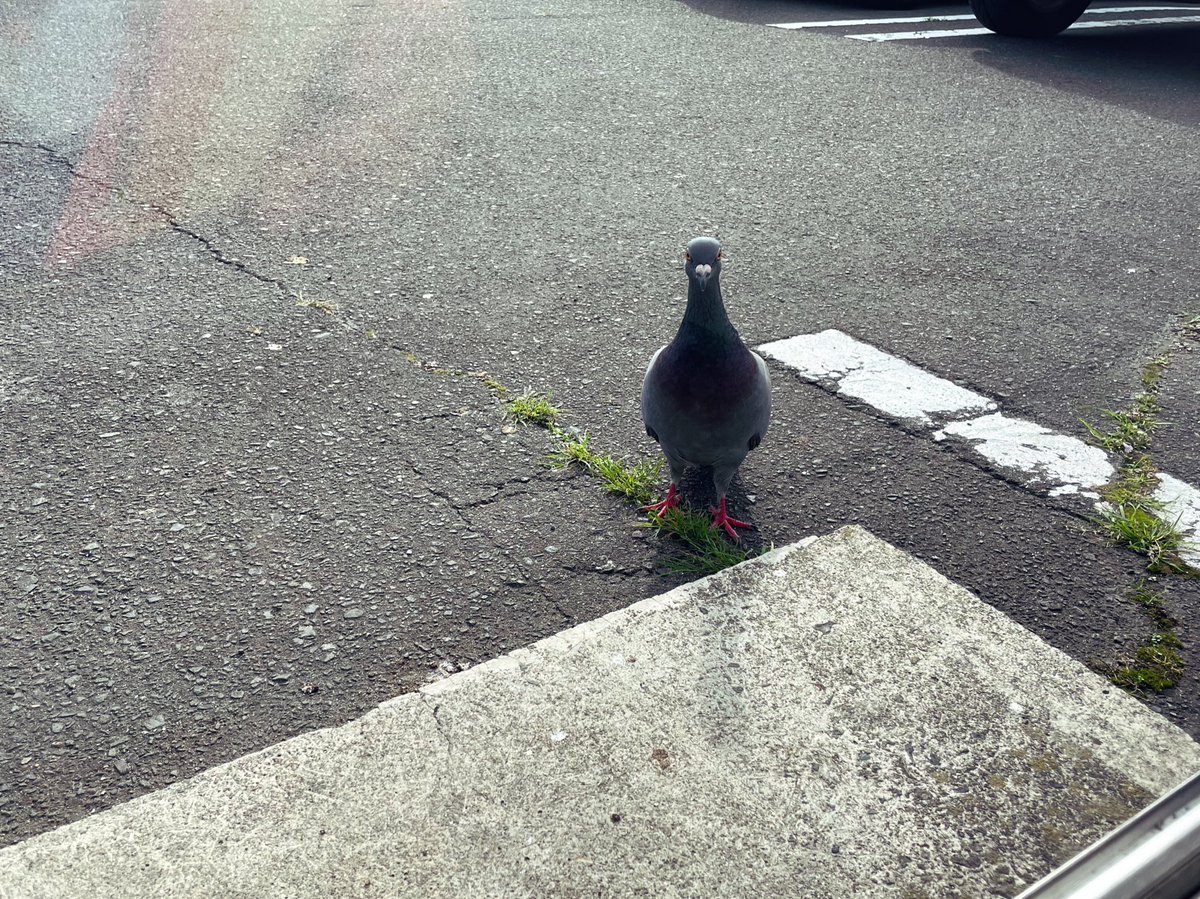 米の精米してるんだけど鳩にずっと待たれてる 
