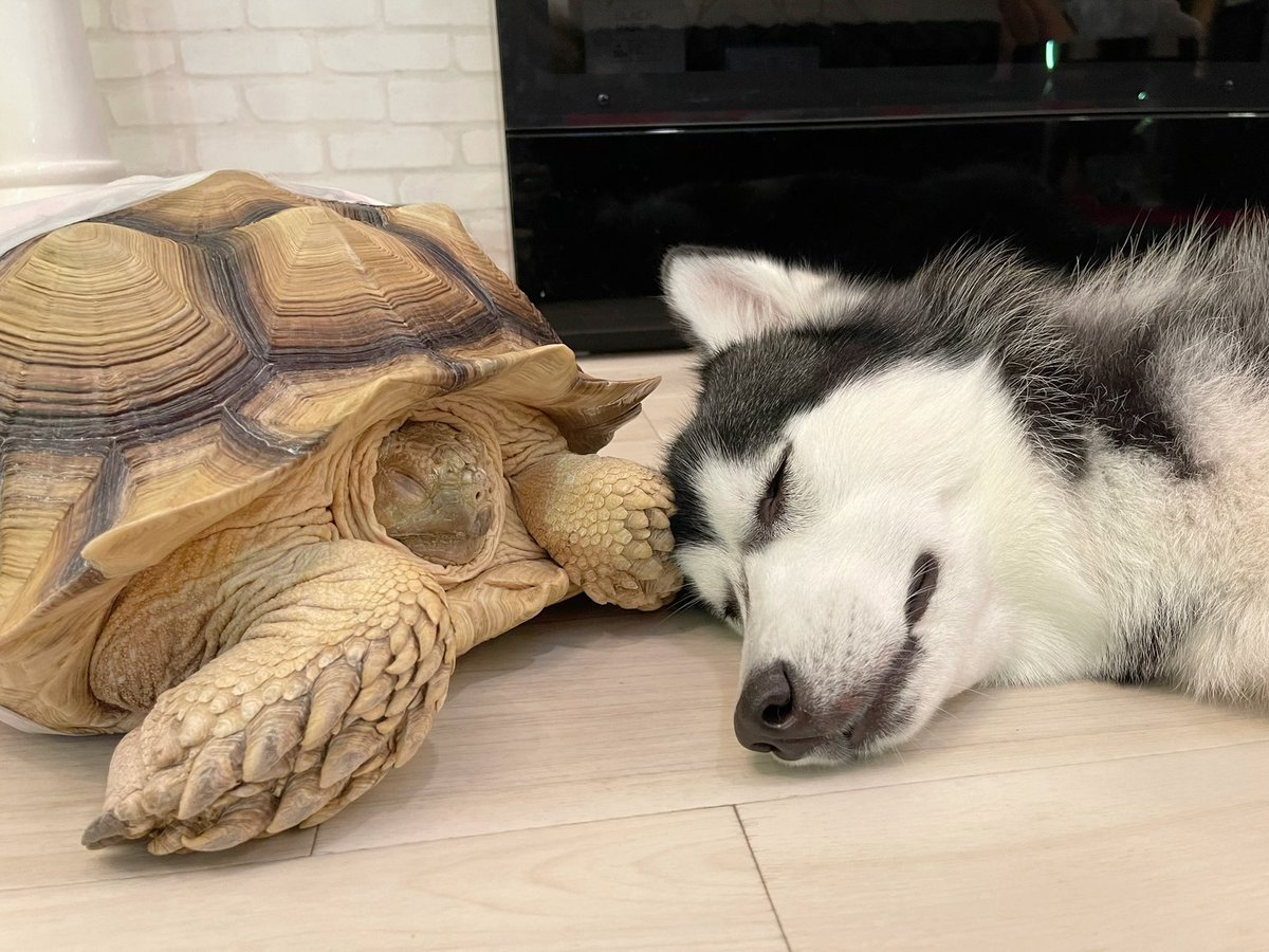 一緒に寝たかったらしい... 