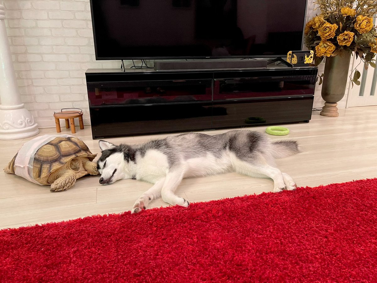 一緒に寝たかったらしい... 