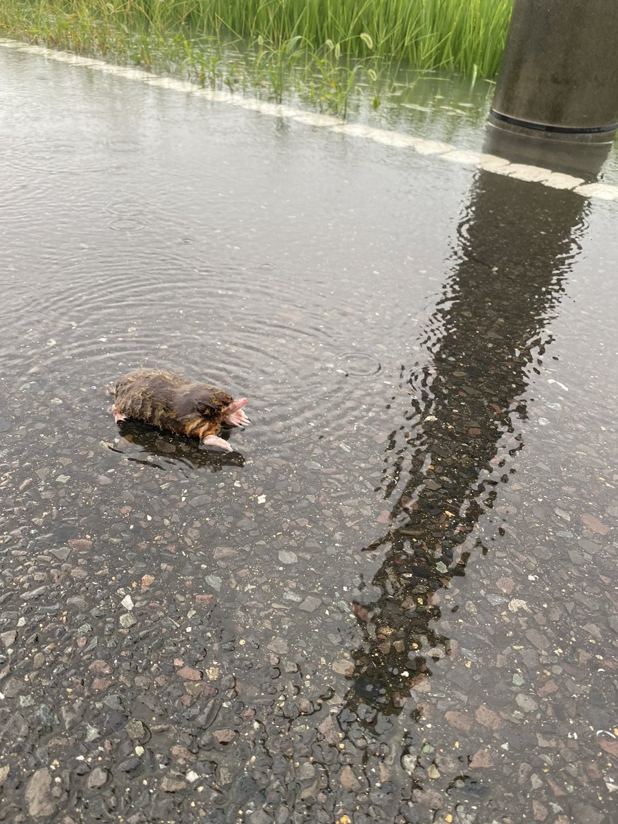 大雨の佐賀県でしたが少し冠水も減ってきたなかで夕方の一枚モグラも出てきたのね〜 