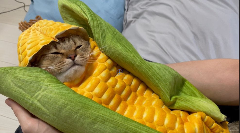 野菜おくるみシリーズ第２弾は「トウモロコシのおくるみ」  おくるみに包むとウトウトしだして、やっぱり寝てしまった…癒しレベル高すぎ… 