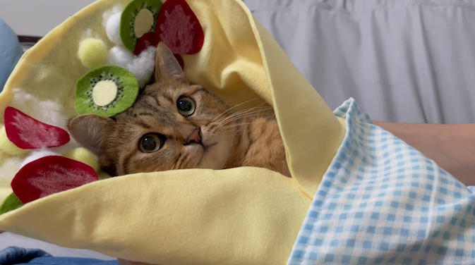 クレープで猫用のベッドを作っている途中…  サイズ合わせの段階でこの破壊力…自然とにやける… 