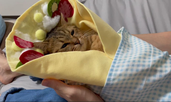 クレープで猫用のベッドを作っている途中…  サイズ合わせの段階でこの破壊力…自然とにやける… 