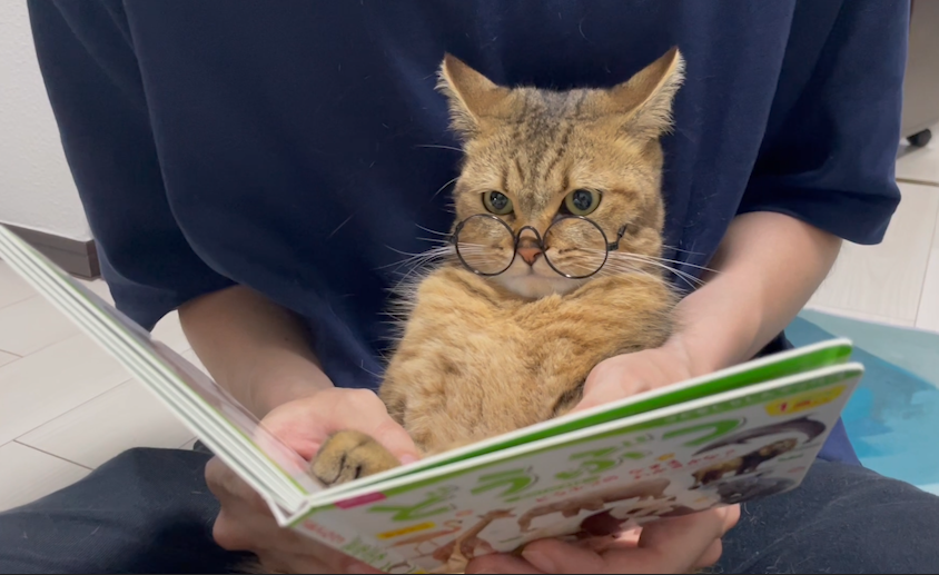 動物の絵本を見せていたら、ライオンの写真が出てきた瞬間イカ耳になって自分なりに臨戦態勢整えてんの可愛すぎるwww