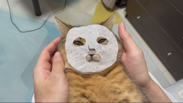 ティッシュで猫の顔のサイズの顔パック作って合わせてみたらシュールすぎたｗｗｗ  3枚目フィットさせてこっち見んなｗｗｗかわいいｗｗ 