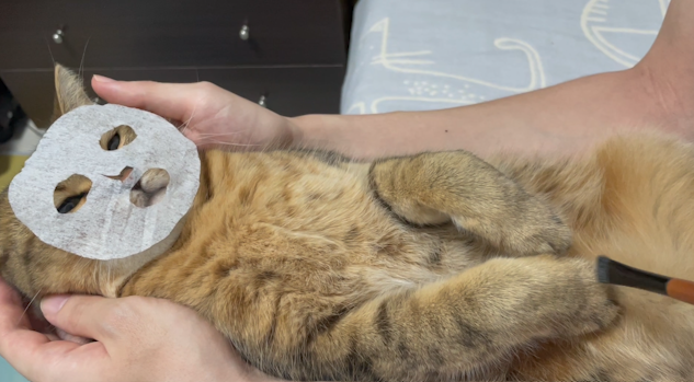 ティッシュで猫の顔のサイズの顔パック作って合わせてみたらシュールすぎたｗｗｗ  3枚目フィットさせてこっち見んなｗｗｗかわいいｗｗ 