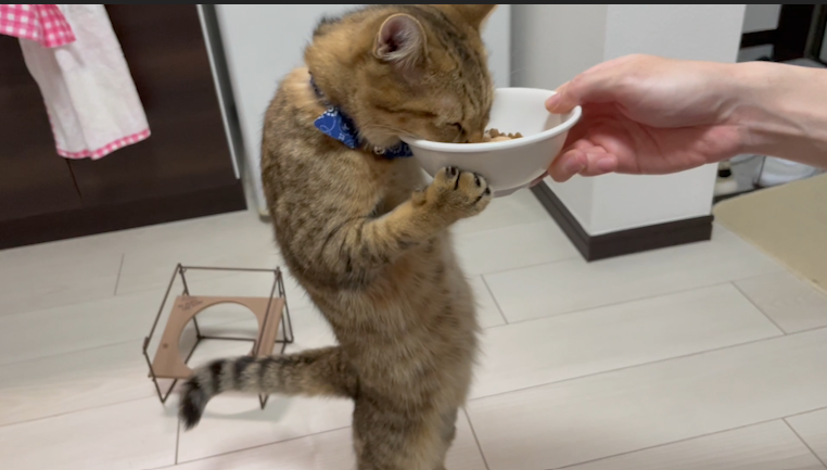 ご飯がガマンできずにこの体勢でバカ食いしだしたｗｗ  このお腹を見てください皆様……世界平和…… 