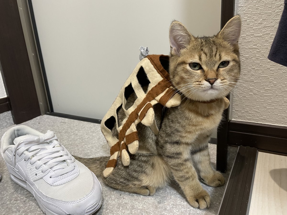 いやぁ…やっぱりこの猫バス君めちゃくちゃ可愛い…  もうこのバスに乗って一日中寝そべっていたい… 