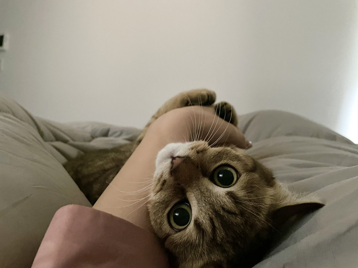 必死に不要不急の外出（出勤）を毎朝止めてくれるうちの子猫しか勝たん