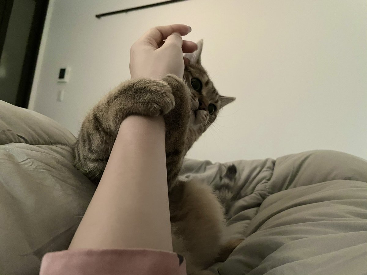 必死に不要不急の外出（出勤）を毎朝止めてくれるうちの子猫しか勝たん