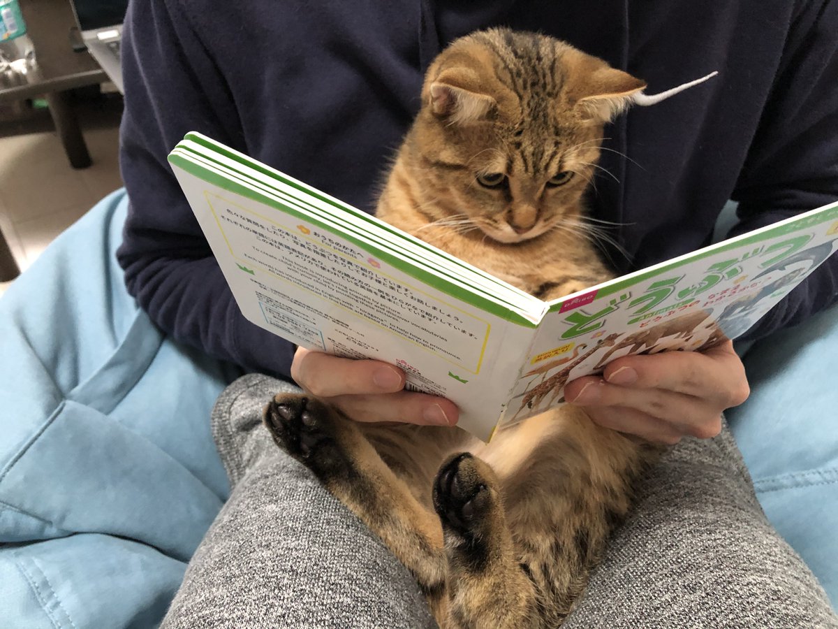 どうぶつの絵本をみせたらめちゃくちゃ真剣に読んでるｗ  なぜかカバの写真に釘付けになってたｗｗ 