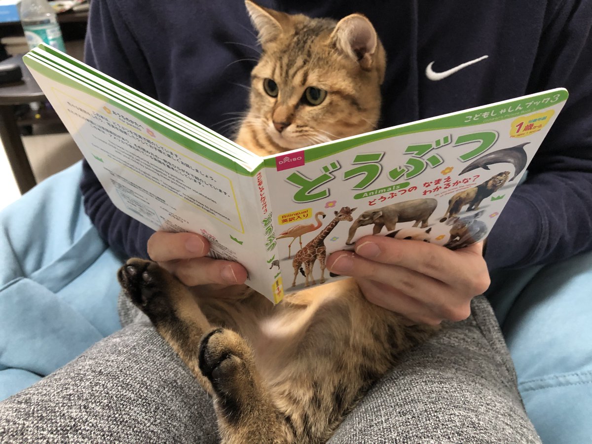 どうぶつの絵本をみせたらめちゃくちゃ真剣に読んでるw なぜかカバの写真に釘付けになってたww