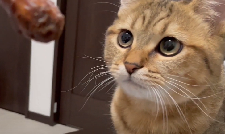 かりんとうをう○ちと勘違いして、それを美味しそうに食べる飼い主を心配そうに見てくる子猫がこちらになりますww その後少しだけ距離を置かれている気がしています