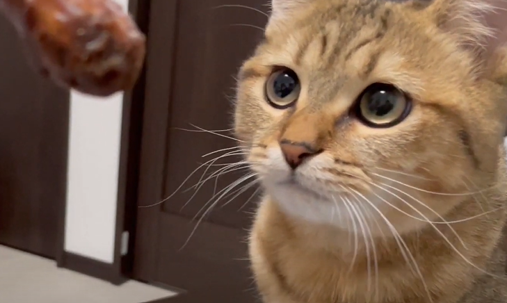 かりんとうをう○ちと勘違いして、それを美味しそうに食べる飼い主を心配そうに見てくる子猫がこちらになりますｗｗ  その後少しだけ距離を置かれている気がしています