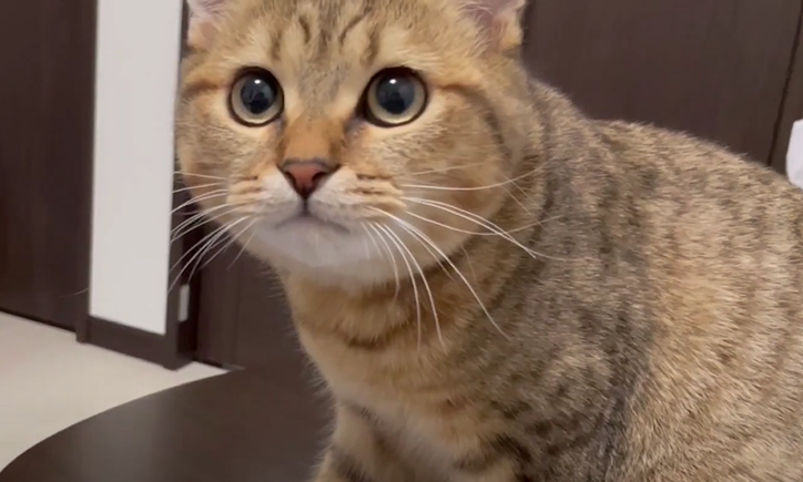 かりんとうをう○ちと勘違いして、それを美味しそうに食べる飼い主を心配そうに見てくる子猫がこちらになりますww その後少しだけ距離を置かれている気がしています