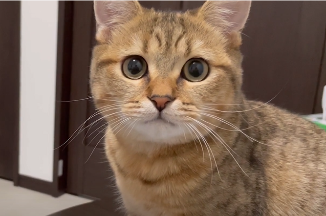 かりんとうをう○ちと勘違いして、それを美味しそうに食べる飼い主を心配そうに見てくる子猫がこちらになりますww その後少しだけ距離を置かれている気がしています