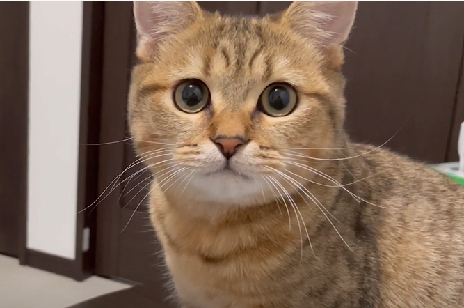 かりんとうをう○ちと勘違いして、それを美味しそうに食べる飼い主を心配そうに見てくる子猫がこちらになりますｗｗ  その後少しだけ距離を置かれている気がしています