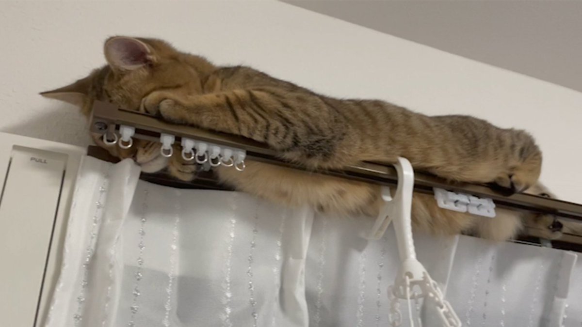   これが自然界であったらこの子は一体…ｗｗ 