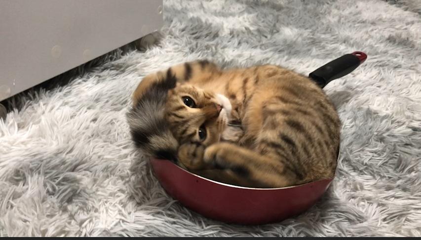   これが自然界であったらこの子は一体…ｗｗ 