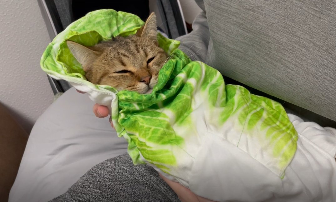 少し前に話題になった「白菜のおくるみ」を作ってみたら想像の1億倍可愛かった…  生地も気持ちよかったのか終始ウトウトしてて、本当に人間の赤ちゃんみたい… 