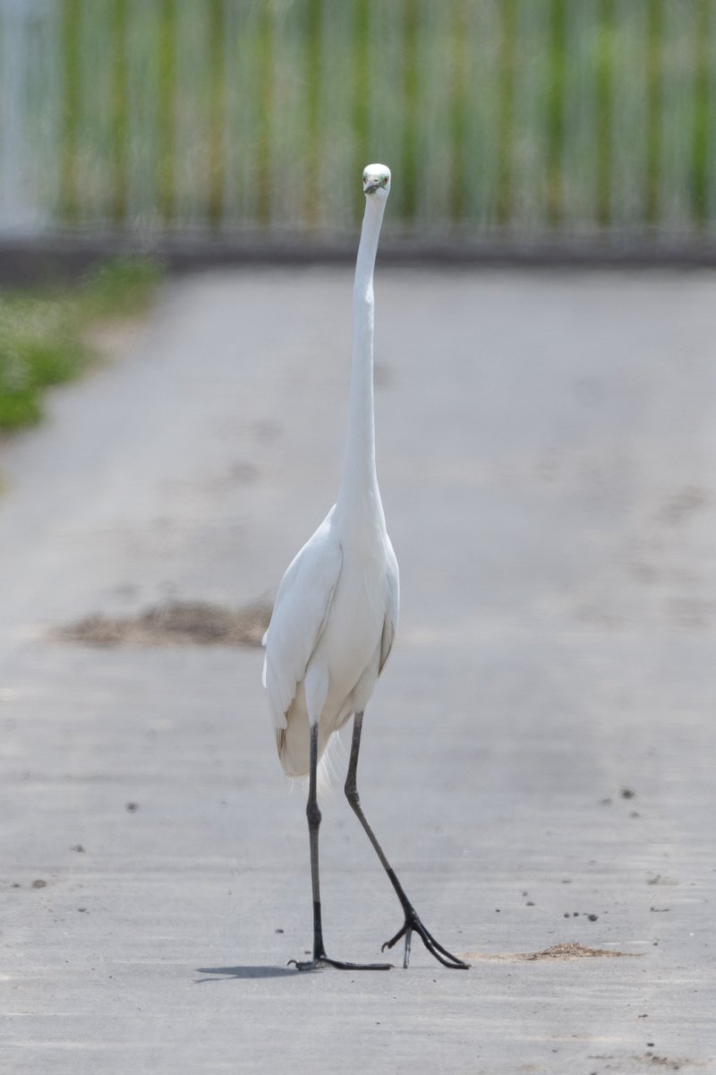 縦サムネ対応と聞いて我慢できずに駆け付けたダイサギ 