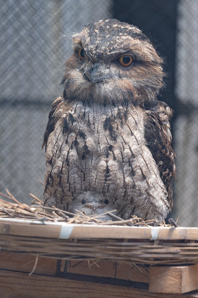 やばい(語彙力消失) 