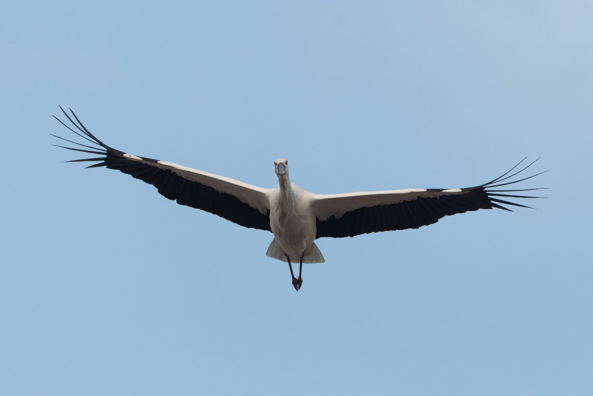 これはコウノトリを観察しているつもりが観察されていたときの写真 