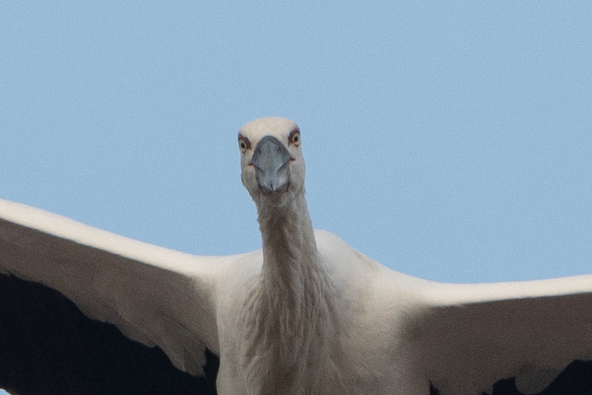 これはコウノトリを観察しているつもりが観察されていたときの写真 