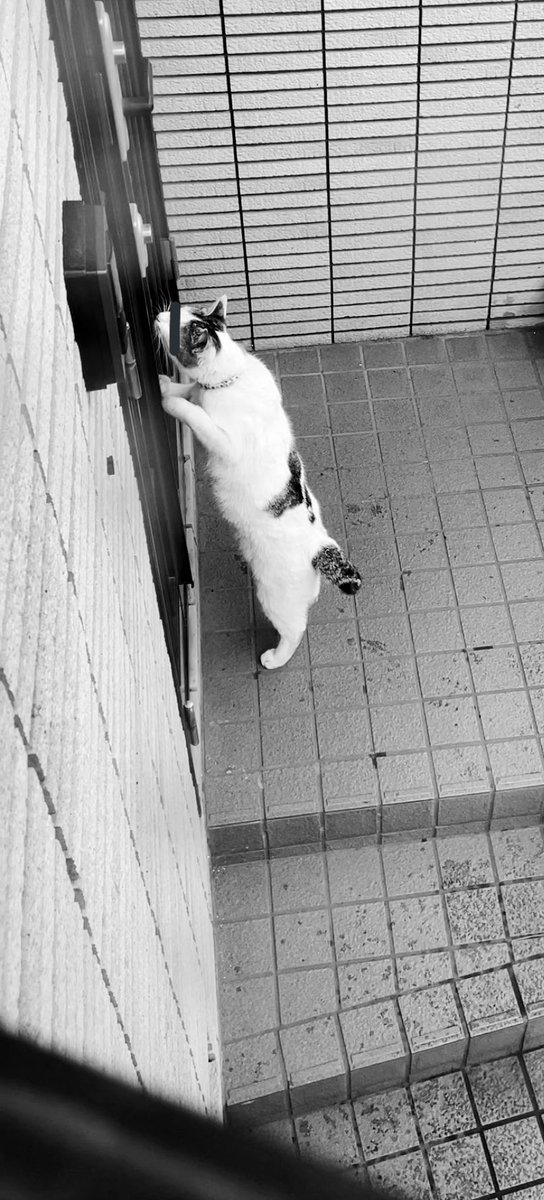 一人で在宅勤務してると玄関からカチャカチャ音が聞こえてくるので、泥棒かと思ってビビりながら玄関が見える出窓にそぉーっと近づいて覗いてみたところご近所の顔見知りの飼ﾈｺﾁｬﾝがドアこじ開けようとしててとても混乱している