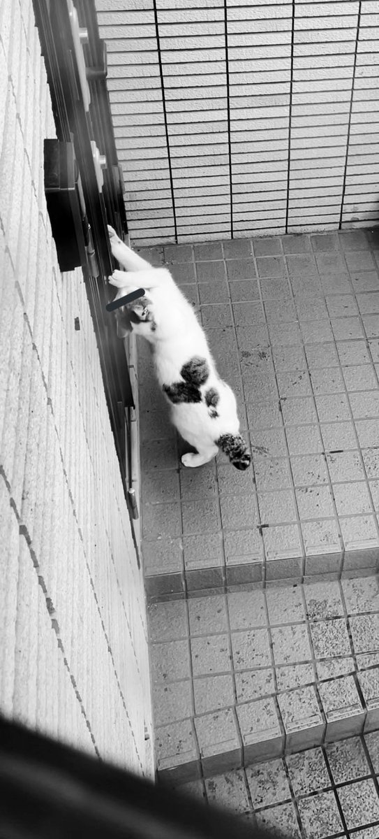 一人で在宅勤務してると玄関からカチャカチャ音が聞こえてくるので、泥棒かと思ってビビりながら玄関が見える出窓にそぉーっと近づいて覗いてみたところご近所の顔見知りの飼ﾈｺﾁｬﾝがドアこじ開けようとしててとても混乱している