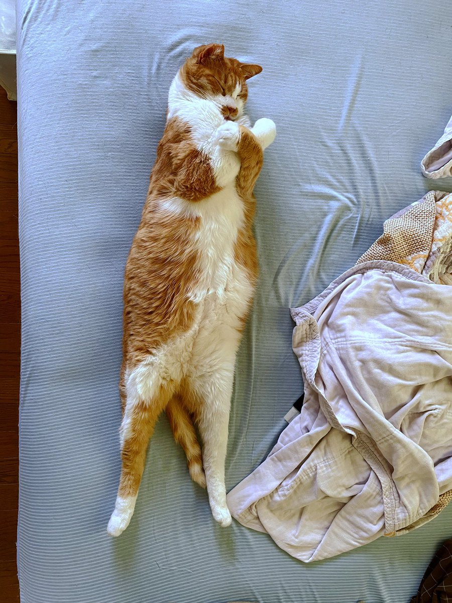 前世ツタンカーメンなん？ 