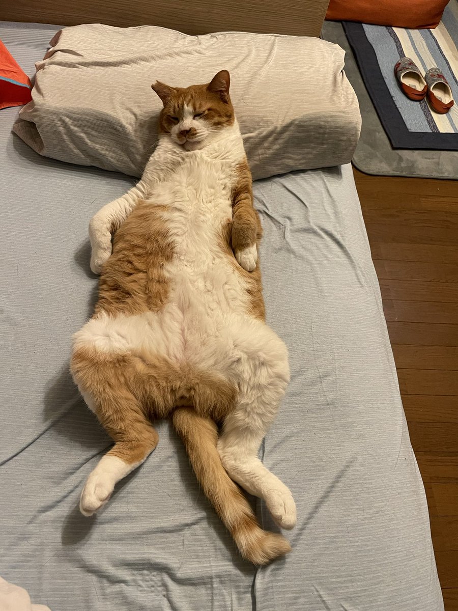 私が寝ようとする場所に既に別の生き物が寝ているという怪奇現象が毎晩起きてる