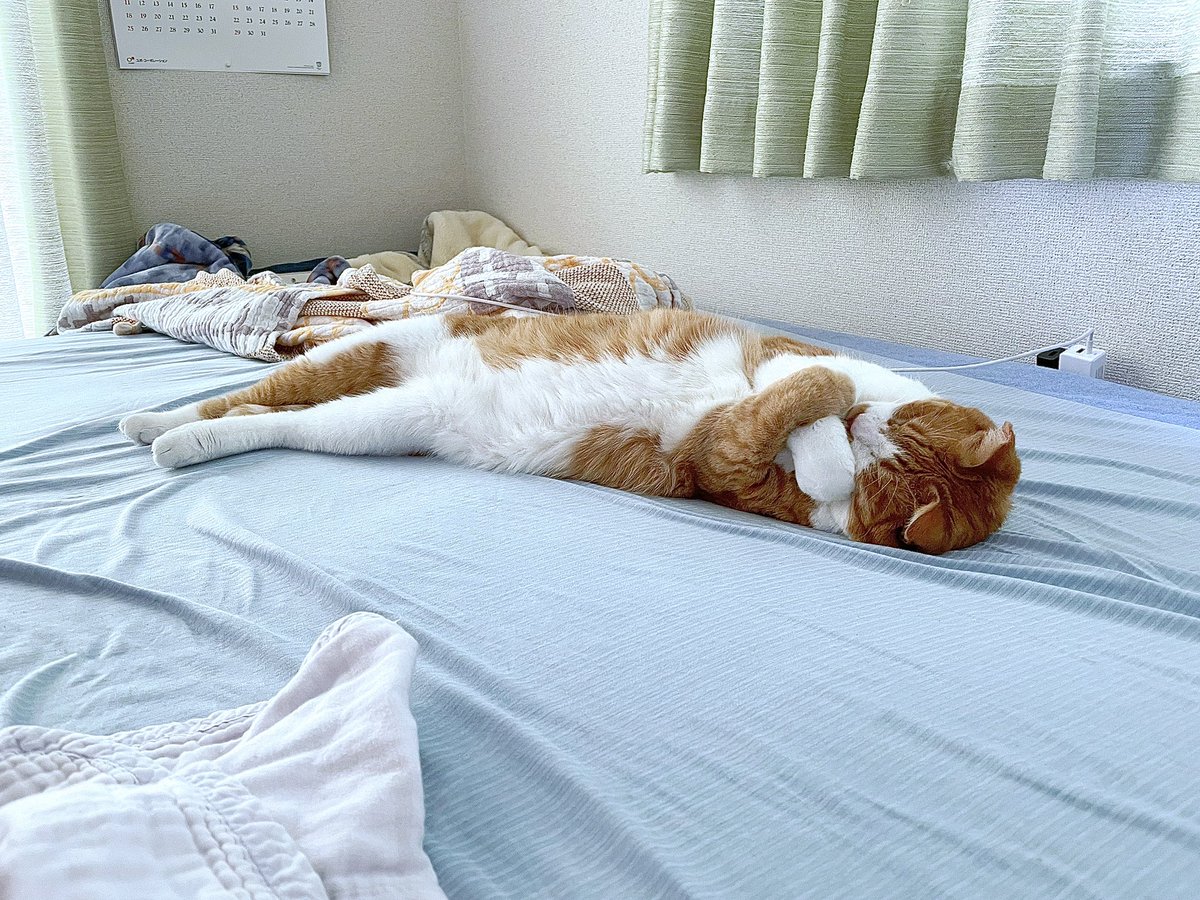 在宅勤務してる横でファラオが安らかに眠っているのでもう仕事やめてピラミッド作ろうかな