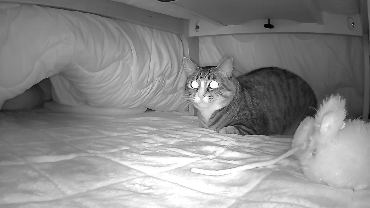 ぬいぐるみをこたつにしまう猫なだちゃんがせっせとぬいぐるみを運ぶ姿を拝みたくて、昨晩こたつの中に見守りカメラを仕掛けてみたら一晩のうちにねずみ、うさぎ、カモノハシとうちの全てのぬいぐるみをこたつに仕舞い込んで満足そうな顔してるなだママがしっかり記録されていた