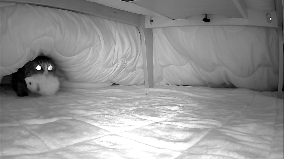 ぬいぐるみをこたつにしまう猫なだちゃんがせっせとぬいぐるみを運ぶ姿を拝みたくて、昨晩こたつの中に見守りカメラを仕掛けてみたら一晩のうちにねずみ、うさぎ、カモノハシとうちの全てのぬいぐるみをこたつに仕舞い込んで満足そうな顔してるなだママがしっかり記録されていた