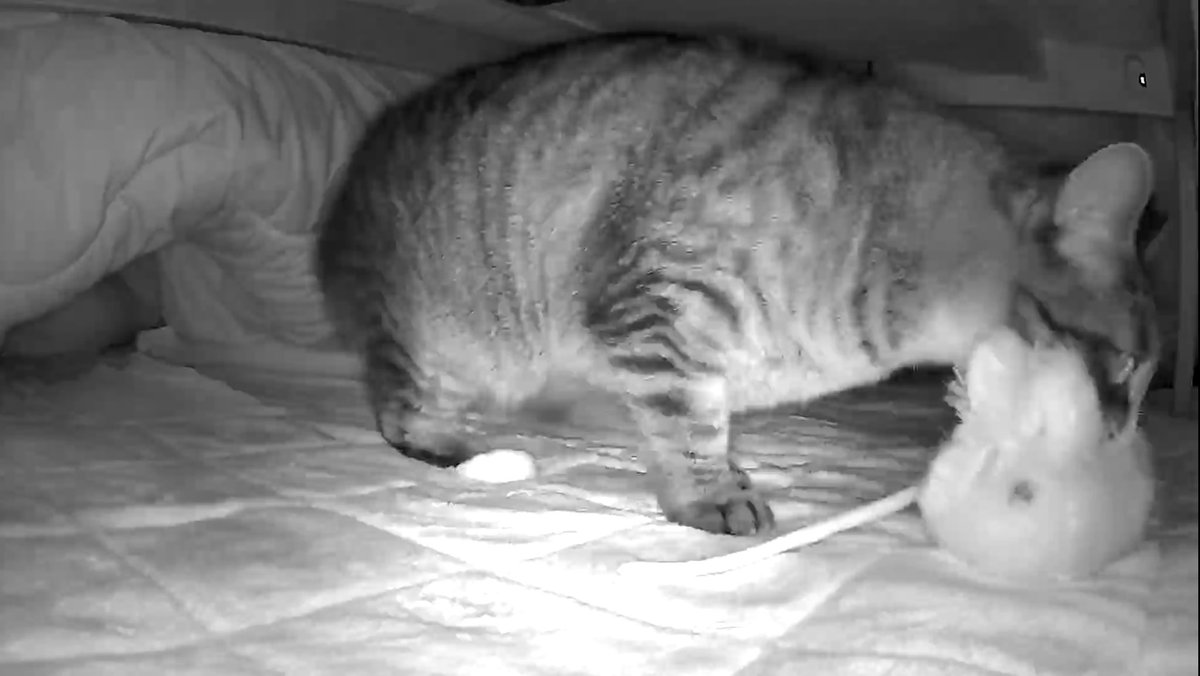 ぬいぐるみをこたつにしまう猫なだちゃんがせっせとぬいぐるみを運ぶ姿を拝みたくて、昨晩こたつの中に見守りカメラを仕掛けてみたら一晩のうちにねずみ、うさぎ、カモノハシとうちの全てのぬいぐるみをこたつに仕舞い込んで満足そうな顔してるなだママがしっかり記録されていた