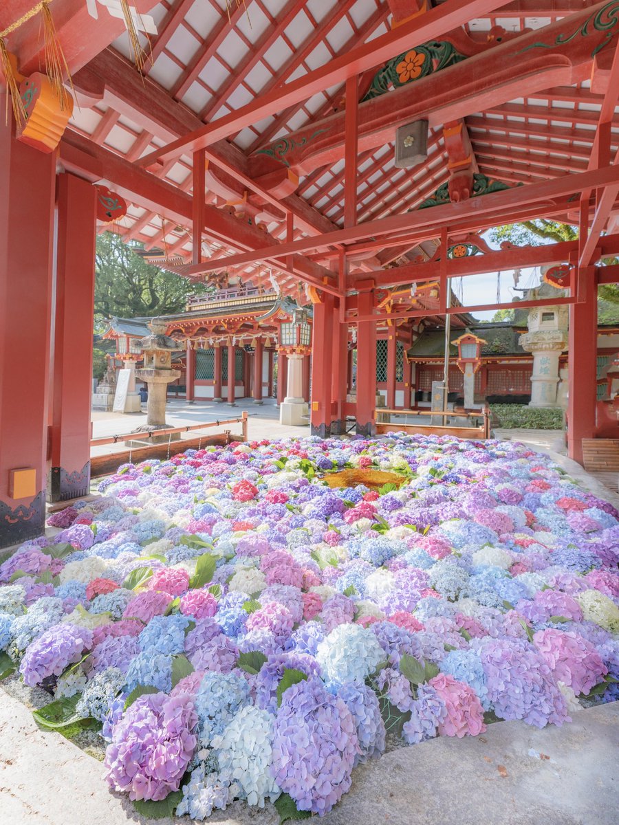 太宰府天満宮の紫陽花が、本当に美しかったです。 