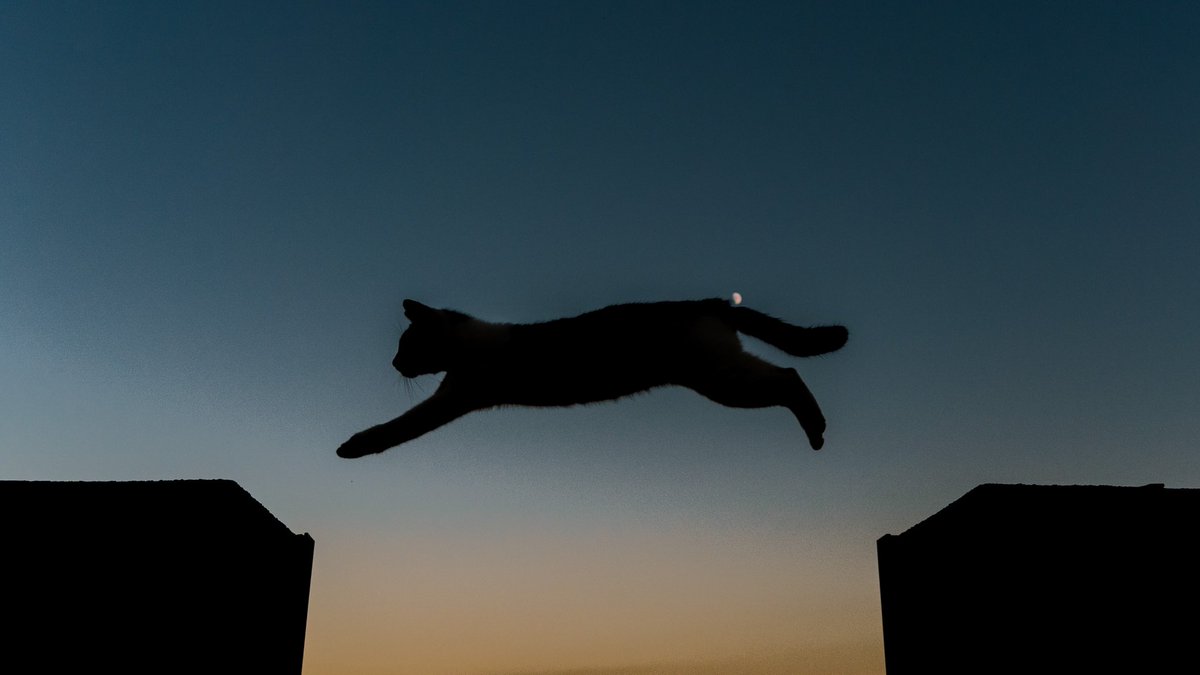 月夜の猫が好きなんです。 