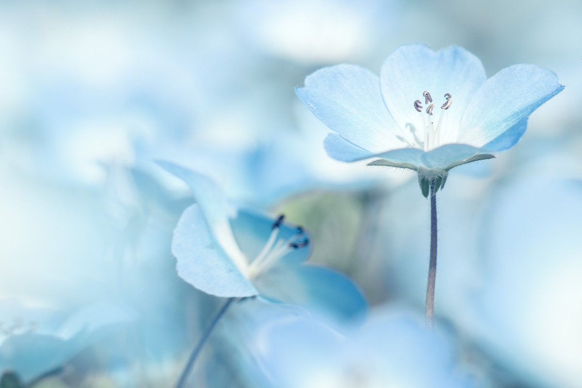 ネモフィラの青が愛しい。 