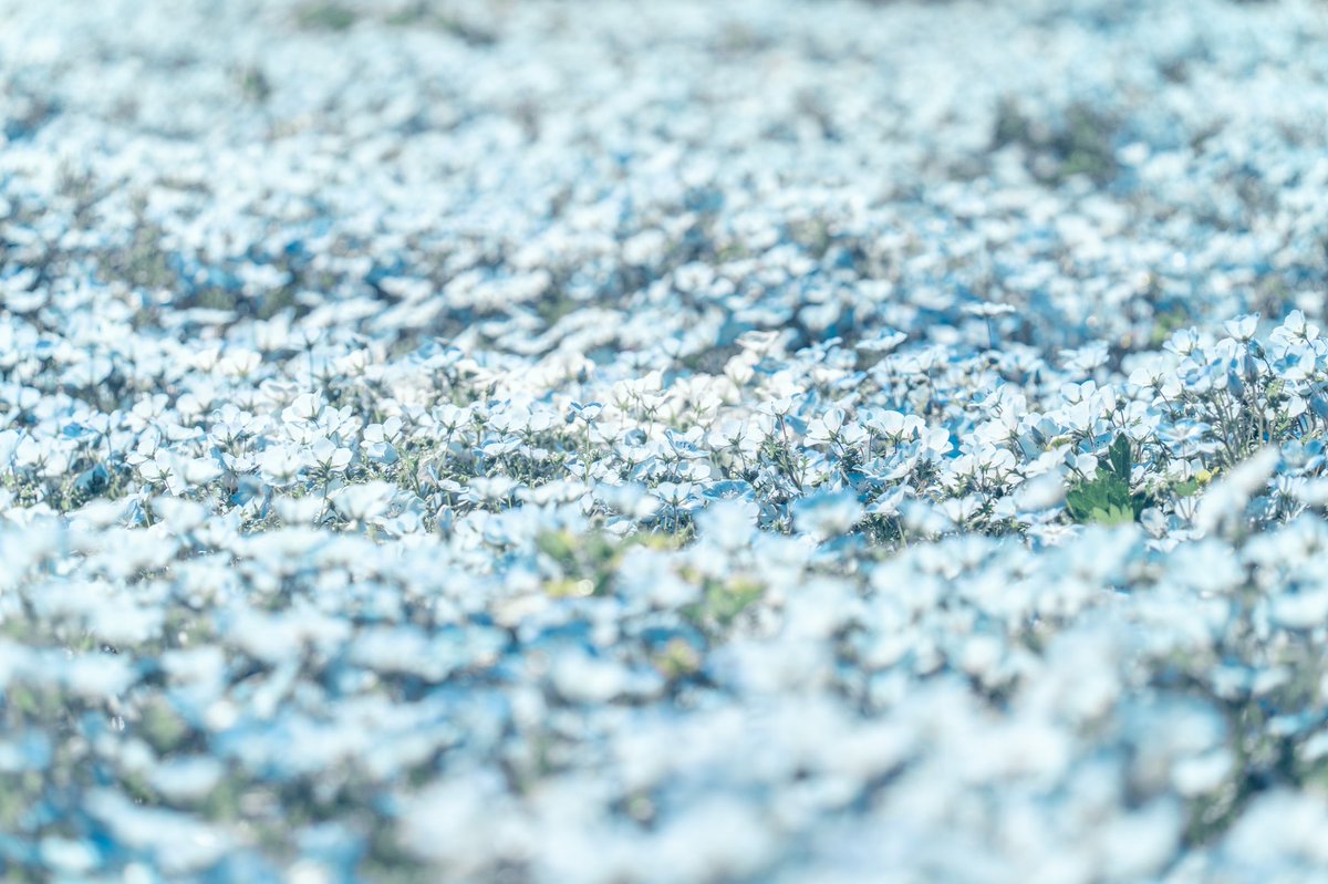 ネモフィラの青が愛しい。 